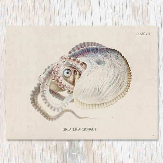 Greeting Card - Greater Argonaut Specimen