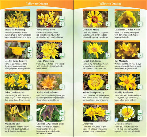 Book (Paperback) - Wildflowers of Pacific Northwest Quick Guide