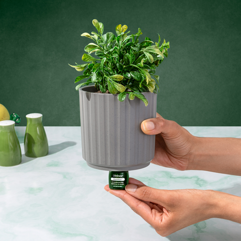 ClickWick Diffuser Refill - Walk in the Woods