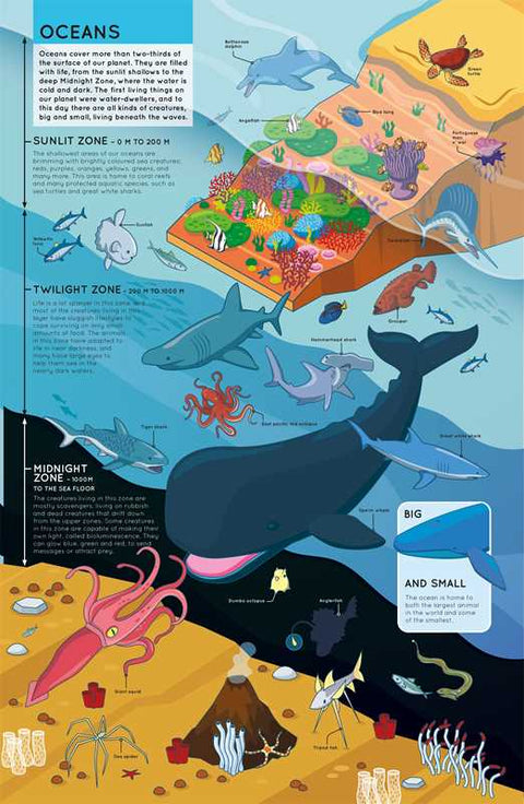 Lift the Flaps: Animals by IglooBooks: Board Books; 10 pages / English