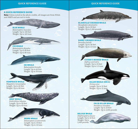 Book (Paperback) - Whale-Watching on the Pacific Coast Quick Guide