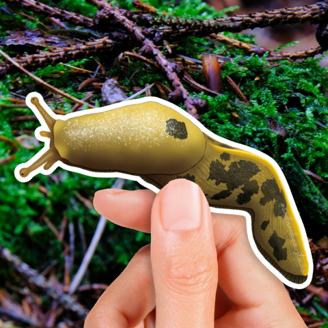 Sticker - Pacific Banana Slug (Eco Vinyl) - Ariolimax columbianus