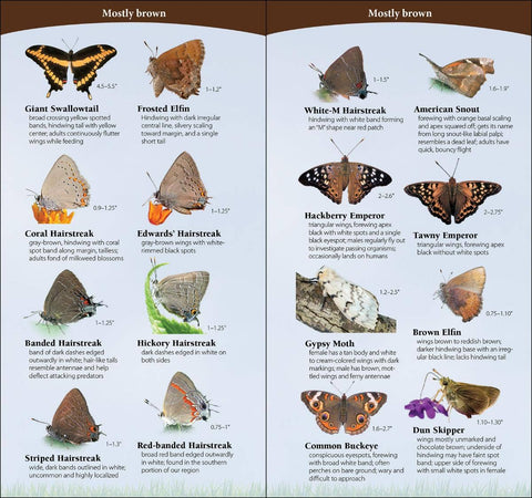 Book (Paperback) - Butterflies of Northwest Quick Guide