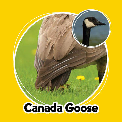 Game - Whose Butt? Memory