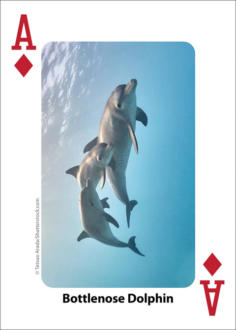 Playing Cards - Whales, Dolphins, and Marine Mammals