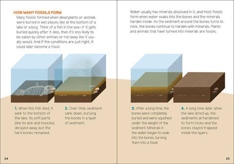 Book (Paperback) - Fossils for Kids