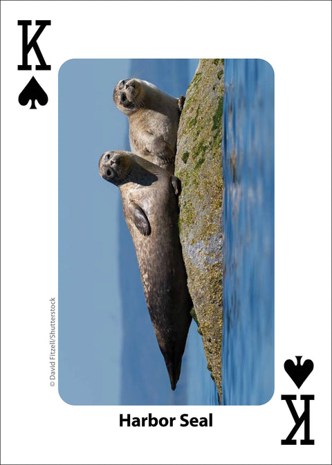 Playing Cards - Whales, Dolphins, and Marine Mammals