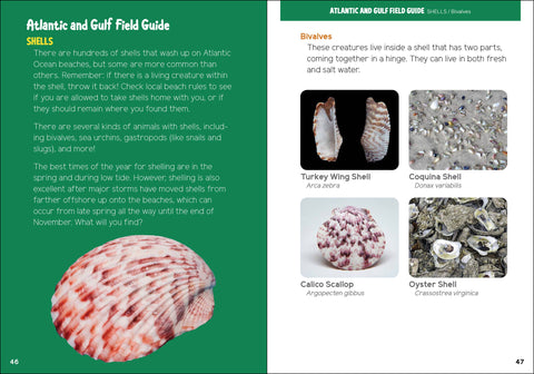 Book (Paperback) - Seashells and Beachcombing for Kids