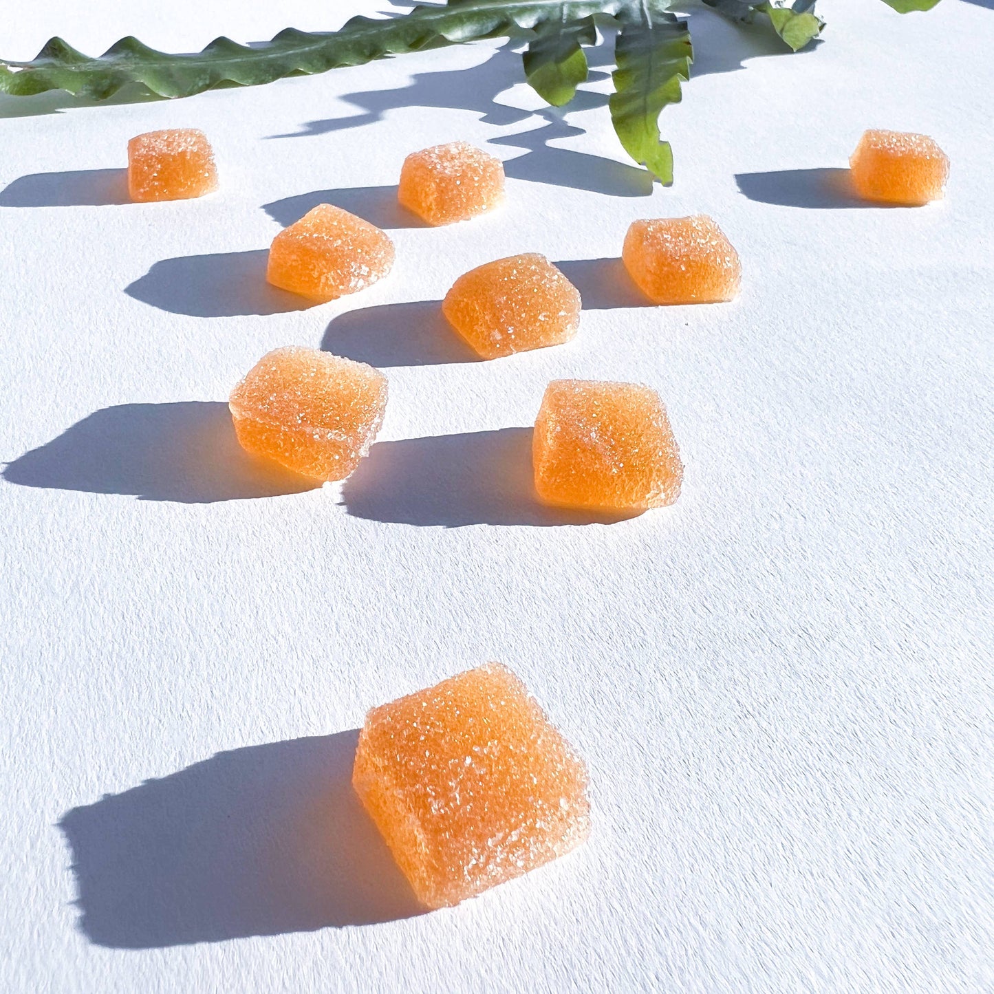 Mushroom Gummies - Concentrate 5-piece Sampler