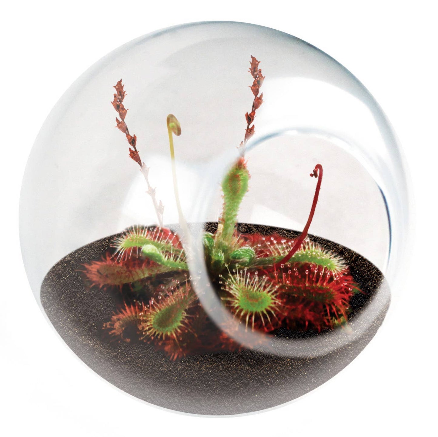 Tiny Terrarium - Assorted