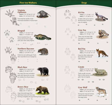 Book (Paperback) - Animal Tracks of Northwest Quick Guide