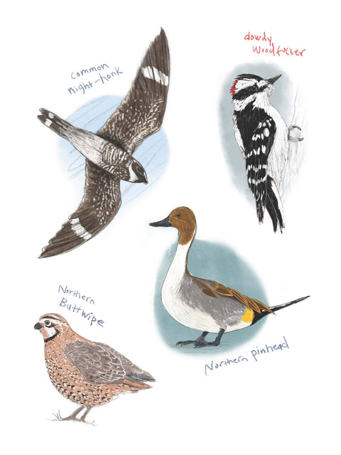Sticker Book - Field Guide to Dumb Birds