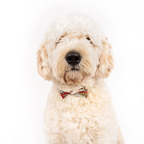 Pet Collar - Christmas Train Bow Tie