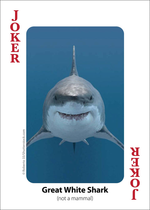 Playing Cards - Whales, Dolphins, and Marine Mammals