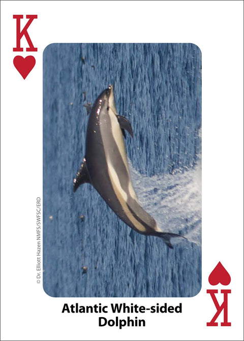 Playing Cards - Whales, Dolphins, and Marine Mammals