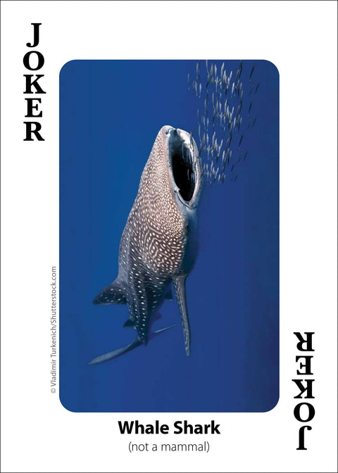 Playing Cards - Whales, Dolphins, and Marine Mammals