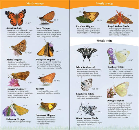 Book (Paperback) - Butterflies of Northwest Quick Guide