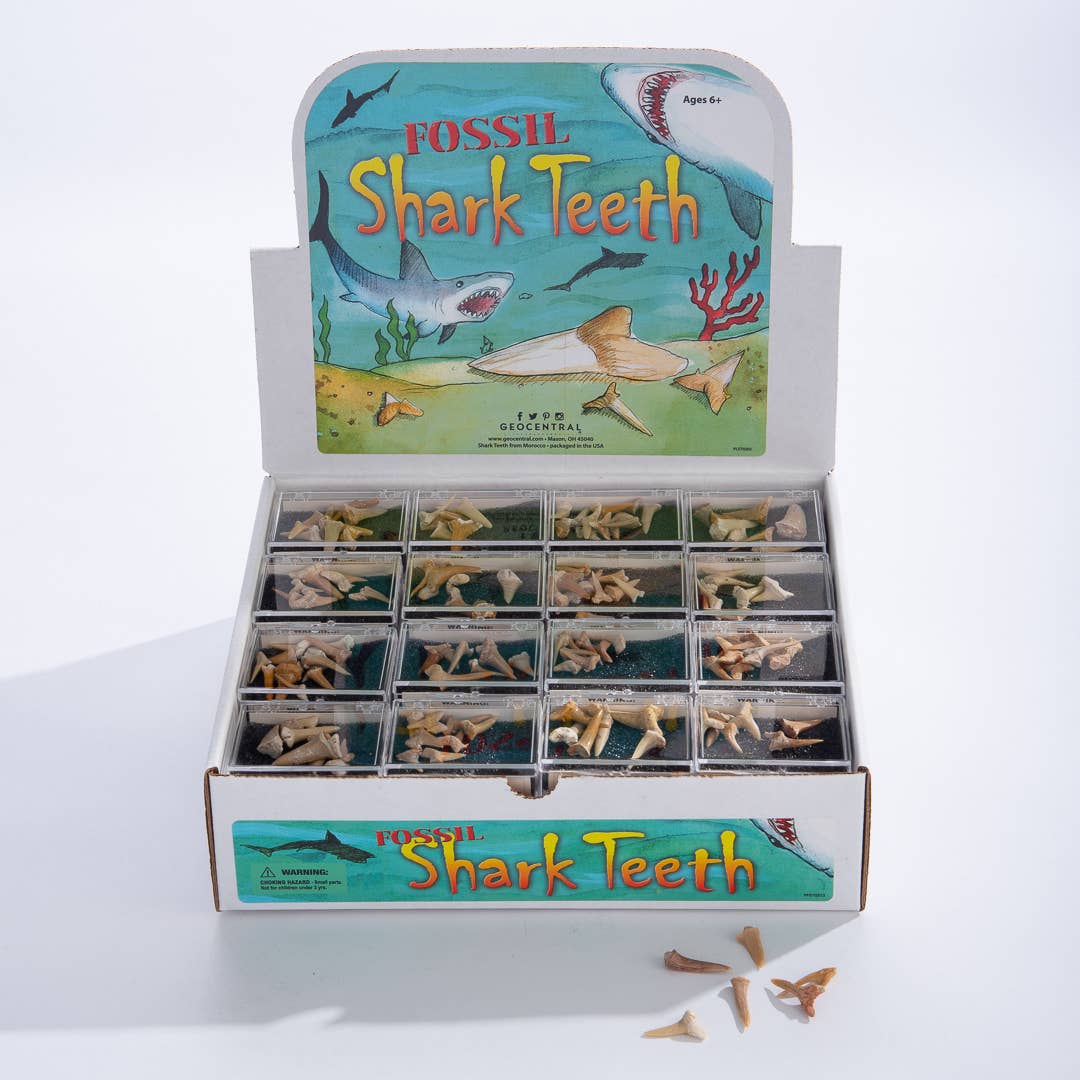 Shark Teeth Souvenir Box