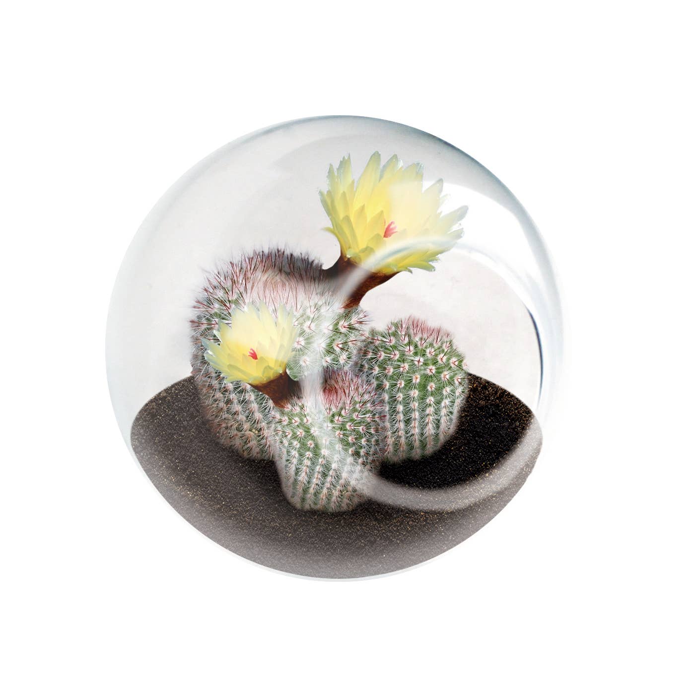 Tiny Terrarium - Assorted Cactus