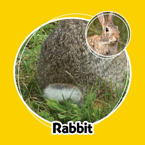 Game - Whose Butt? Memory