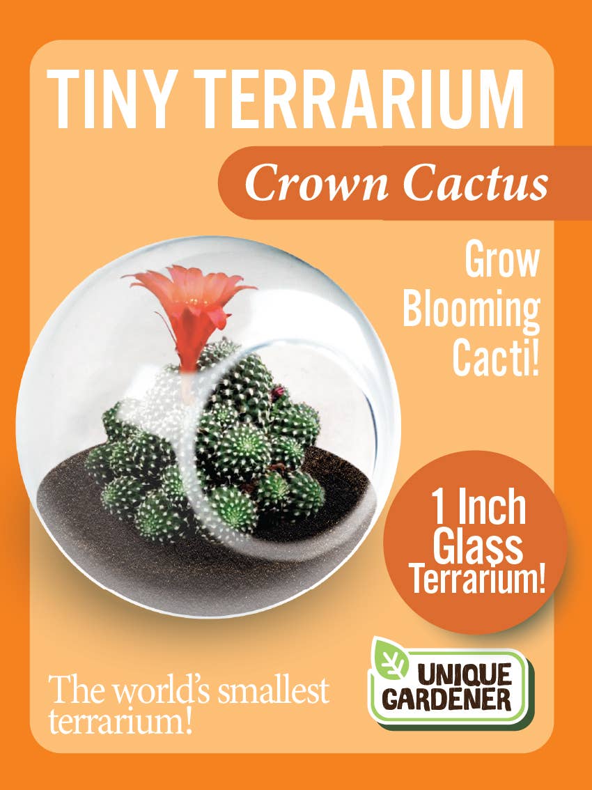 Tiny Terrarium - Assorted Cactus