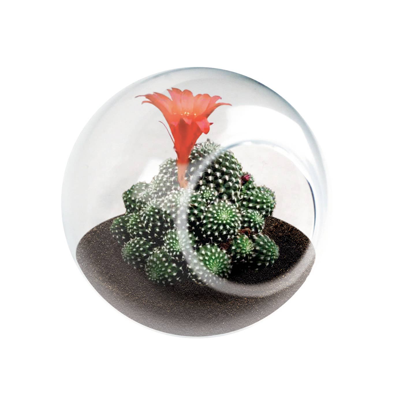 Tiny Terrarium - Assorted Cactus