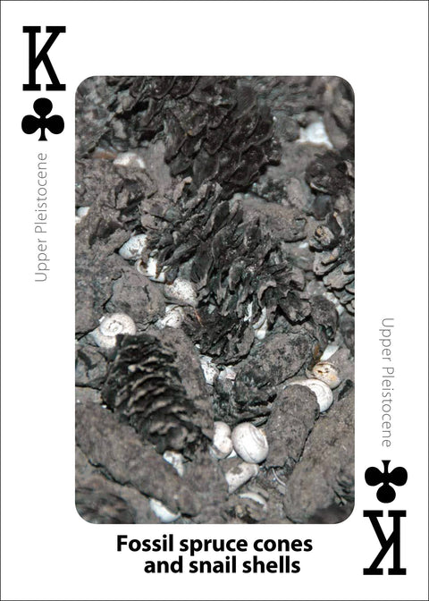 Playing Cards - Fossils