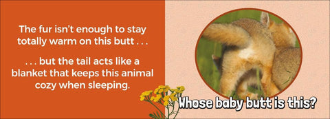 Book (Hardcover) - Whose Baby Butt?