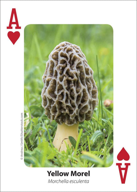 Playing Cards - Mushrooms