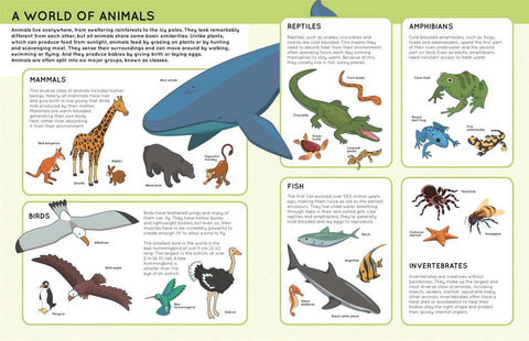 Lift the Flaps: Animals by IglooBooks: Board Books; 10 pages / English
