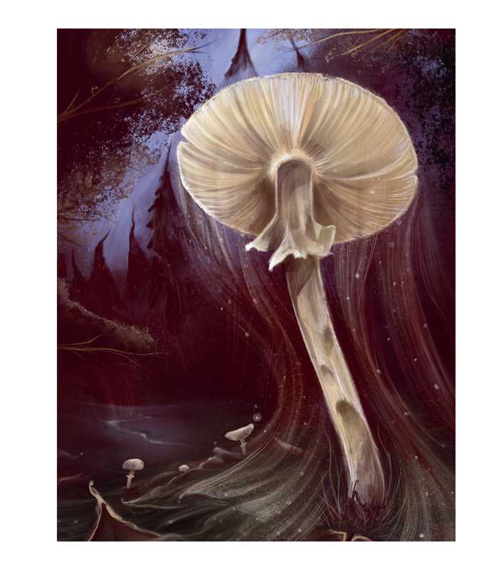 Art Prints - Enchanted Mushrooms