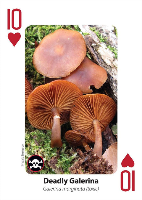 Playing Cards - Mushrooms