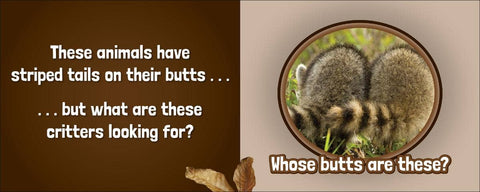 Book (Hardcover) - Whose Butt?