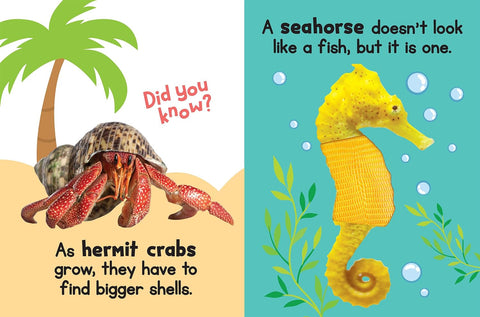 Board Book - Ocean Friends Touch & Feel Sensory Book