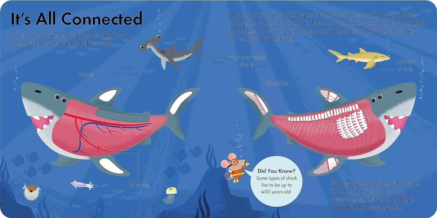 Board Book - How it Works: Shark