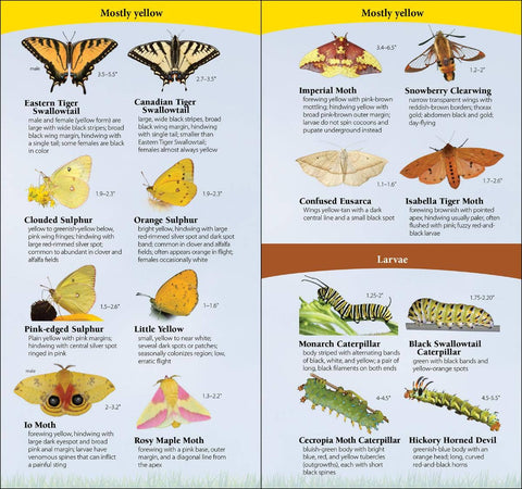 Book (Paperback) - Butterflies of Northwest Quick Guide