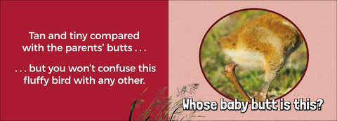 Book (Hardcover) - Whose Baby Butt?