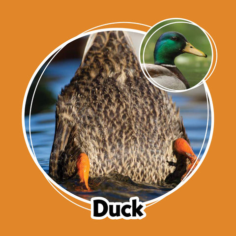 Game - Whose Butt? Memory