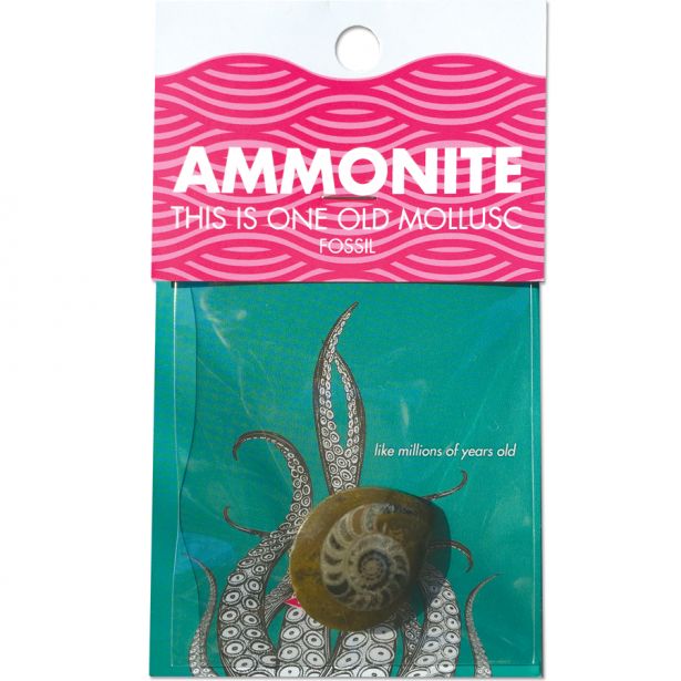 Compact Curiosities - Ammonite