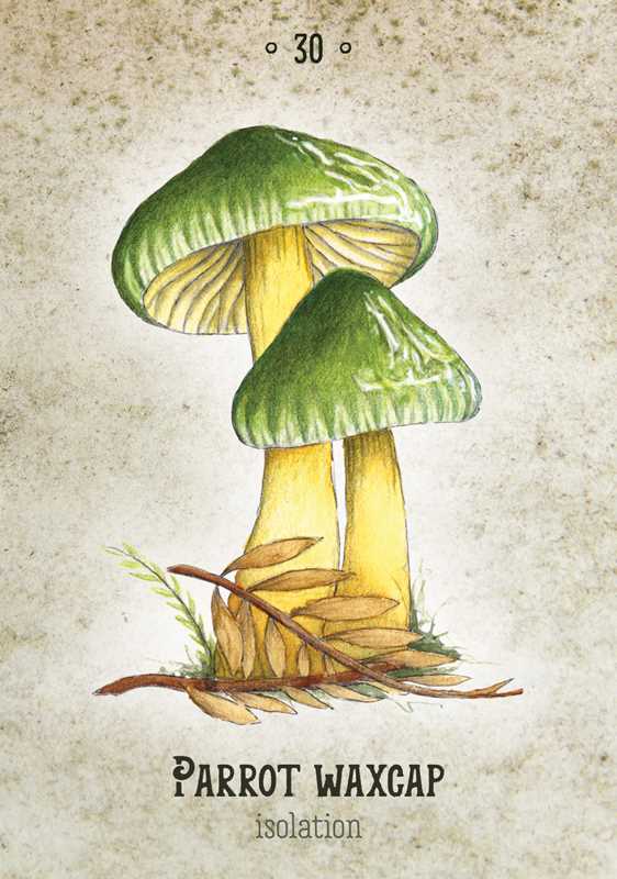 THe image shows the parrot waxcap oracle card