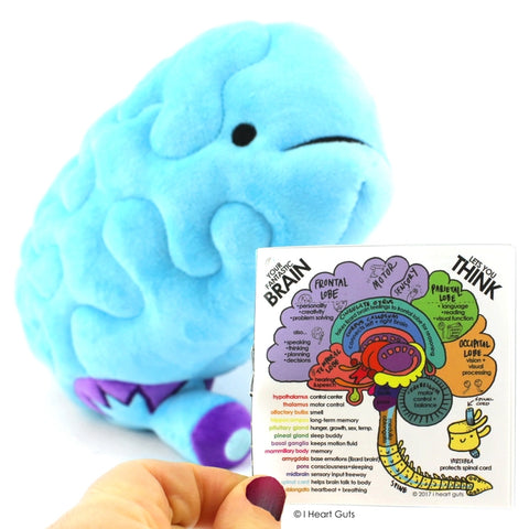Image shows the stuffed brain next to a page of the information card it comes with