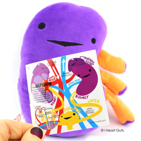 Image shows the stuffed kidney with one of the pages of the information card it comes with