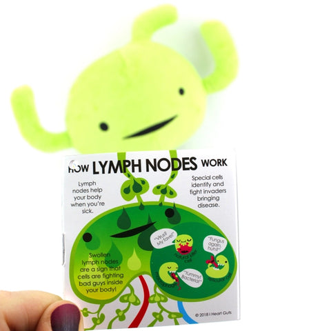 Image shows the stuffed lymph node with one of the pages of the information card it comes with