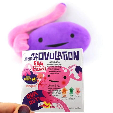 Image shows the stuffed ovary with a page from the information card it comes with, discussing ovulation