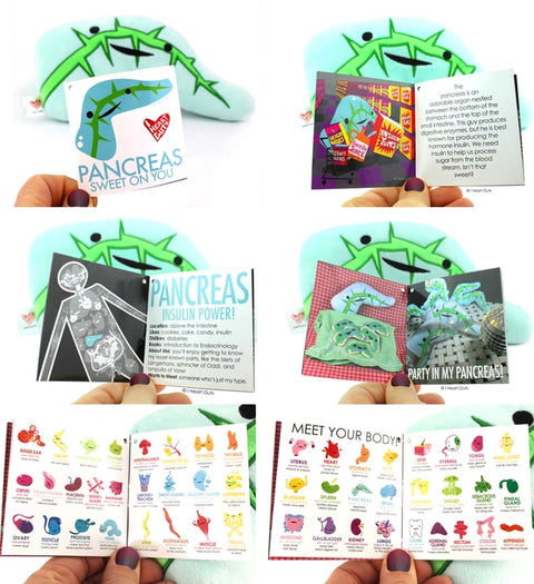 Image shows the stuffed pancreas with all pages of the information card it comes with