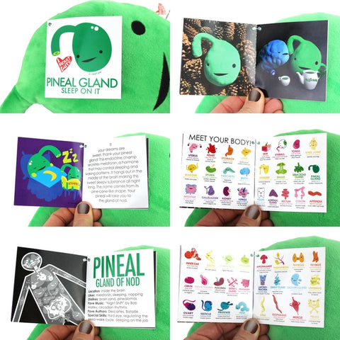 Image shows the stuffed pineal gland with all pages of the information card it comes with