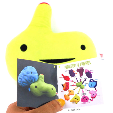 Image shows the stuffed pituitary gland with one page of the information card it comes with