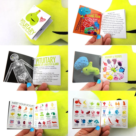 Image shows the stuffed pituitary gland with all pages of the information card it comes with