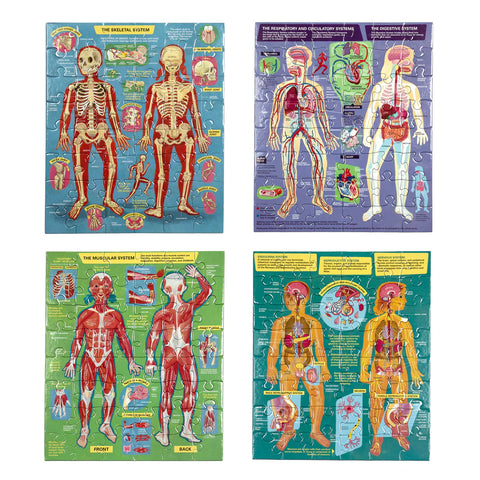 Image shows the completed puzzles. Each features a different body system of the human body.