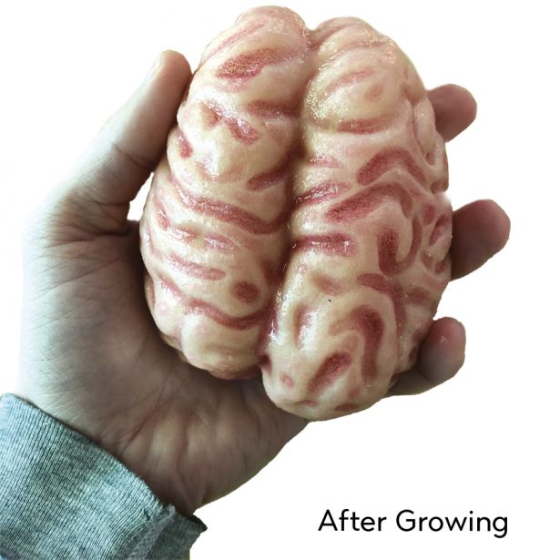 Activity - Grow a Brain